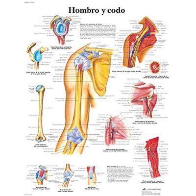 3B Scientific – Laminato Spalla & Gomito Poster – Anatomia & Patologia – Poster Protetto da UV e Polvere per Studio, Insegnamento e Cliniche 3B Scientific – Laminato Spalla & Gomito Poster – Anatomia & Patologia – Poster Protetto da UV e Polvere per Studio, Insegnamento e Cliniche