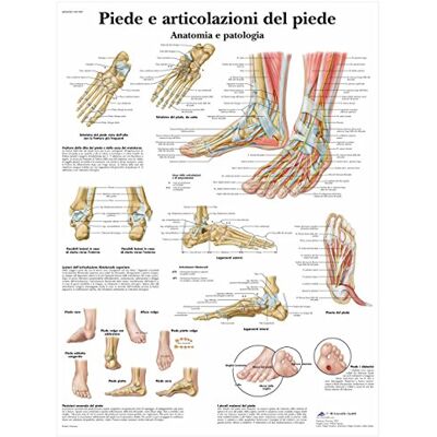 3B Scientific VR4176UU Piede e Articolazione del Piede 3B Scientific VR4176UU Piede e Articolazione del Piede