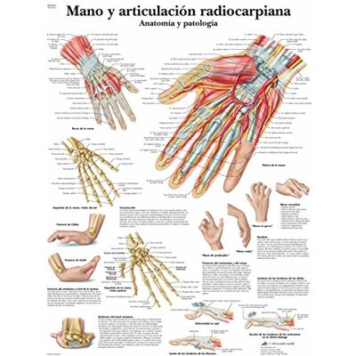 3B Scientific stampato su carta, a mano e Radiocarpiana articolazione, anatomia e l' osservazione, 1 3B Scientific stampato su carta, a mano e Radiocarpiana articolazione, anatomia e l' osservazione, 1