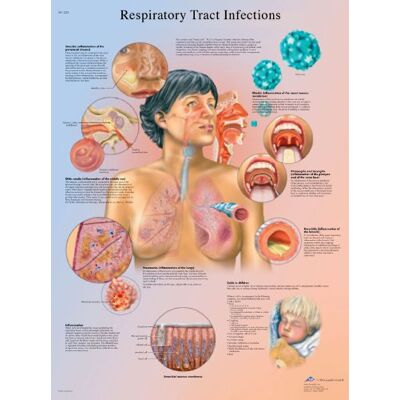 3B Scientific chart, respiratorio, laminated, 1 3B Scientific chart, respiratorio, laminated, 1