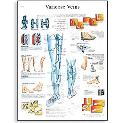 3B Scientific Tabella 3B varici Scientific 3B Scientific Tabella 3B varici Scientific