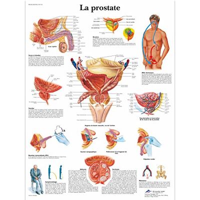 3B Scientific Prostata Tavola Didattica Anatomica su Carta Laminata, Multicolore, 50 x 67 cm 3B Scientific Prostata Tavola Didattica Anatomica su Carta Laminata, Multicolore, 50 x 67 cm