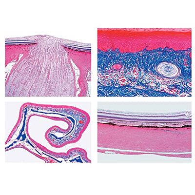 3B Scientific LIEDER Scienze Microscopia Micro preparati Serie endokrines SISTEMA 3B Scientific LIEDER Scienze Microscopia Micro preparati Serie endokrines SISTEMA