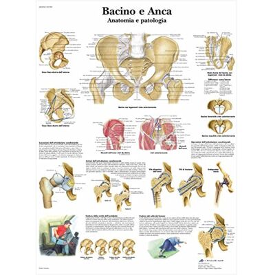3B Scientific VR4172L Bacino e Anca, Anatomia e Patologia 3B Scientific VR4172L Bacino e Anca, Anatomia e Patologia
