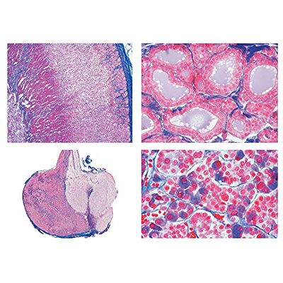 3B Scientific LIEDER Scienze Microscopia Micro preparati Serie fortpflanzung organi 3B Scientific LIEDER Scienze Microscopia Micro preparati Serie fortpflanzung organi