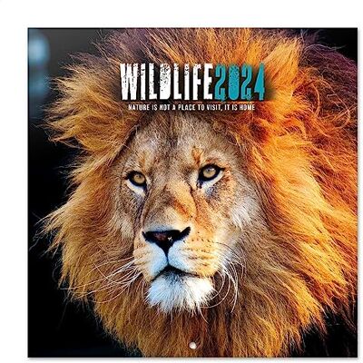 Grupo Erik : Calendario Wildlife 2024 da Muro, 12 mesi + 4 in omaggio, 30x30cm FSC®, ideale come Calendario 2024 da parete, Calendario ufficio 2024, Calendario animali 2024 Grupo Erik : Calendario Wildlife 2024 da Muro, 12 mesi + 4 in omaggio, 30x30cm FSC®, ideale come Calendario 2024 da parete, Calendario ufficio 2024, Calendario animali 2024