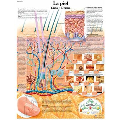 3B Scientific VR3283UU Stampato su carta, la pelle 3B Scientific VR3283UU Stampato su carta, la pelle