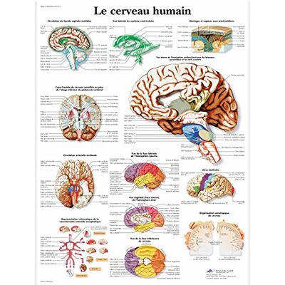 3B Scientific Cervello Umano Tavola Didattica Anatomica su Carta Laminata, Multicolore, 50 x 67 cm 3B Scientific Cervello Umano Tavola Didattica Anatomica su Carta Laminata, Multicolore, 50 x 67 cm