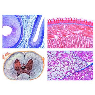 3B Scientific LIEDER Scienze Microscopia Micro preparati Serie histologie Des menschen, base 3B Scientific LIEDER Scienze Microscopia Micro preparati Serie histologie Des menschen, base