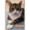 Mytton, Alison My Cat Notebook: Lined pages with cat cover