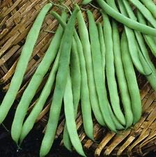 Generic Fresh Seeds Vegetale Arrampicata Bean Kentucky Wonder Pole Bean 100 gr Bulk