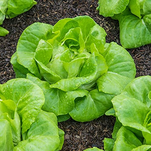 Generic Vegetable Lettuce All Year Round Butterhead Salad Lettuce x 1700 First Class