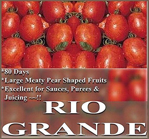 Generic Pomodoro RIO GRANDE❋200 Seeds❋Cold caldo umidi climi resistenti alle malattie