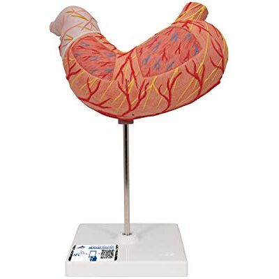 3B Scientific Stomaco, in 2 Parti + software gratuito di anatomia 3B Smart Anatomy 3B Scientific Stomaco, in 2 Parti + software gratuito di anatomia 3B Smart Anatomy