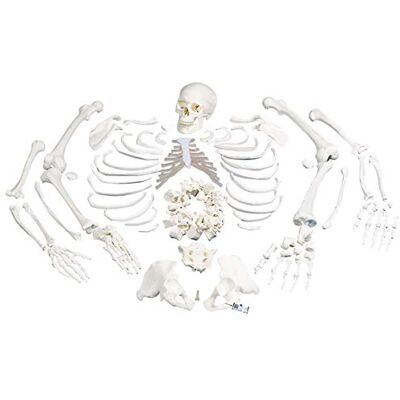 3B Scientific Scheletro Non Montato, Completo di Cranio in 3 Parti + software gratuito di anatomia 3B Smart Anatomy 3B Scientific Scheletro Non Montato, Completo di Cranio in 3 Parti + software gratuito di anatomia 3B Smart Anatomy