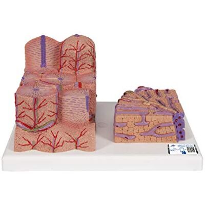 3B Scientific Fegato 3B Microanatomy + software gratuito di anatomia 3B Smart Anatomy 3B Scientific Fegato 3B Microanatomy + software gratuito di anatomia 3B Smart Anatomy