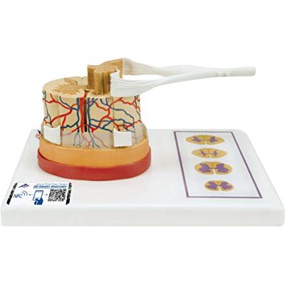 3B Scientific Midollo Spinale con Terminazioni Nervose + software gratuito di anatomia 3B Smart Anatomy 3B Scientific Midollo Spinale con Terminazioni Nervose + software gratuito di anatomia 3B Smart Anatomy