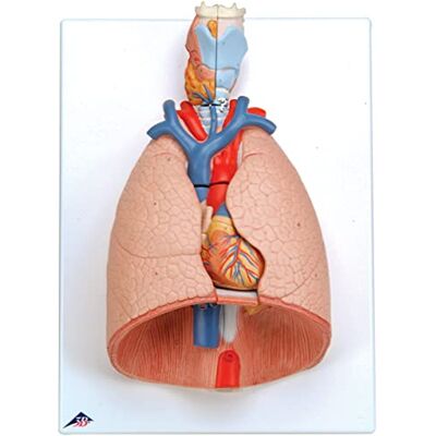 3B Scientific Polmone con Laringe, in 7 Parti + software gratuito di anatomia 3B Smart Anatomy 3B Scientific Polmone con Laringe, in 7 Parti + software gratuito di anatomia 3B Smart Anatomy