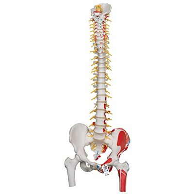 3B Scientific Colonna Vertebrale Flessibile, Modello di Lusso, con Tronchi del Femore e Illustrazione dei Muscoli + software gratuito di anatomia 3B Smart Anatomy 3B Scientific Colonna Vertebrale Flessibile, Modello di Lusso, con Tronchi del Femore e Illustrazione dei Muscoli + software gratuito di anatomia 3B Smart Anatomy