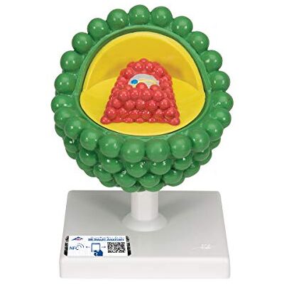 3B Scientific Virus Aids + software gratuito di anatomia 3B Smart Anatomy 3B Scientific Virus Aids + software gratuito di anatomia 3B Smart Anatomy
