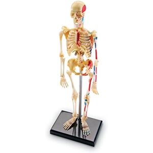 Learning Resources Modello Scheletro da Montare, 8+ Anni, Anatomia Umana per Bambini, Modello Didattico 23 cm con Supporto e Guida Illustrata Learning Resources Modello Scheletro da Montare, 8+ Anni, Anatomia Umana per Bambini, Modello Didattico 23 cm con Supporto e Guida Illustrata