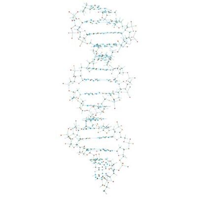 3B Scientific Cochranes of Oxford Modello DNA 3B Scientific Cochranes of Oxford Modello DNA