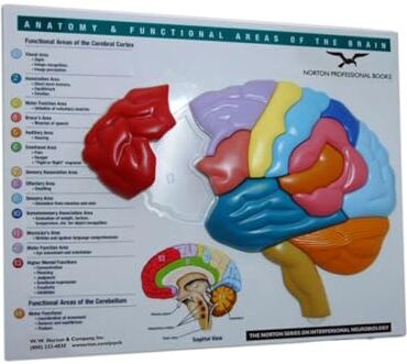 Symantec Brain Model & Puzzle: Anatomy & Functional Areas of the Brain