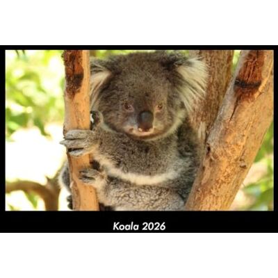 Becker Koala 2026 Fotokalender DIN A3: Monatskalender mit Bild-Motiven von Haustieren, Bauernhof, wilden Tieren und Raubtieren Becker Koala 2026 Fotokalender DIN A3: Monatskalender mit Bild-Motiven von Haustieren, Bauernhof, wilden Tieren und Raubtieren