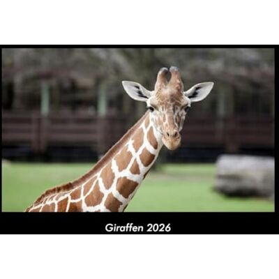 Becker Giraffen 2026 Fotokalender DIN A3: Monatskalender mit Bild-Motiven von Haustieren, Bauernhof, wilden Tieren und Raubtieren Becker Giraffen 2026 Fotokalender DIN A3: Monatskalender mit Bild-Motiven von Haustieren, Bauernhof, wilden Tieren und Raubtieren