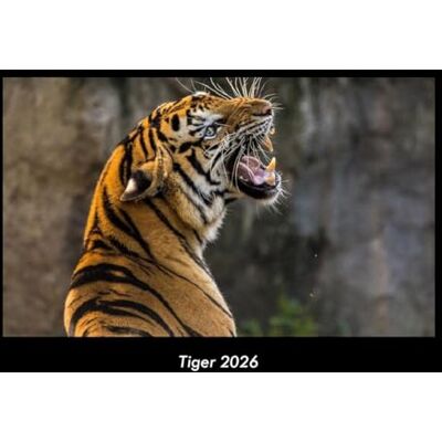 Becker Tiger 2026 Fotokalender DIN A3: Monatskalender mit Bild-Motiven von Haustieren, Bauernhof, wilden Tieren und Raubtieren Becker Tiger 2026 Fotokalender DIN A3: Monatskalender mit Bild-Motiven von Haustieren, Bauernhof, wilden Tieren und Raubtieren