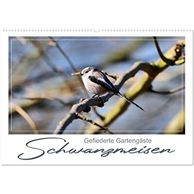 CALVENDO Gefiederte Gartengäste, Schwanzmeisen (Wandkalender 2026 DIN A2 quer), Monatskalender: Niedliche kleine Federbällchen CALVENDO Gefiederte Gartengäste, Schwanzmeisen (Wandkalender 2026 DIN A2 quer), Monatskalender: Niedliche kleine Federbällchen