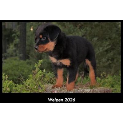 Becker Welpen 2026 Fotokalender DIN A3: Monatskalender mit Bild-Motiven von Haustieren, Bauernhof, wilden Tieren und Raubtieren Becker Welpen 2026 Fotokalender DIN A3: Monatskalender mit Bild-Motiven von Haustieren, Bauernhof, wilden Tieren und Raubtieren