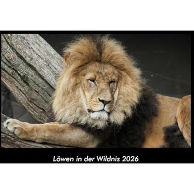 Becker Löwen in der Wildnis 2026 Fotokalender DIN A3: Monatskalender mit Bild-Motiven von Haustieren, Bauernhof, wilden Tieren und Raubtieren Becker Löwen in der Wildnis 2026 Fotokalender DIN A3: Monatskalender mit Bild-Motiven von Haustieren, Bauernhof, wilden Tieren und Raubtieren