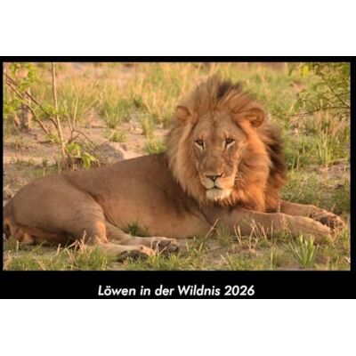 Becker Löwen in der Wildnis 2026 Fotokalender DIN A3: Monatskalender mit Bild-Motiven von Haustieren, Bauernhof, wilden Tieren und Raubtieren Becker Löwen in der Wildnis 2026 Fotokalender DIN A3: Monatskalender mit Bild-Motiven von Haustieren, Bauernhof, wilden Tieren und Raubtieren