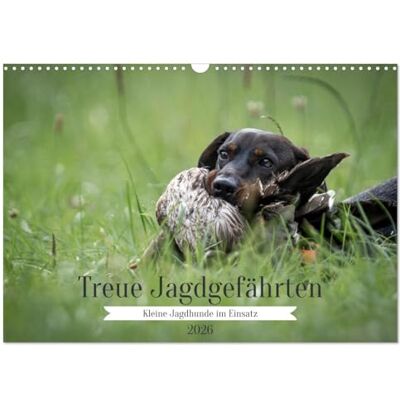 CALVENDO fedeli compagni di caccia: piccoli cani da caccia in uso (calendario da parete 2026 DIN A3 quer), calendario mensile : piccoli assistenti di caccia molto grandi ( animali) CALVENDO fedeli compagni di caccia: piccoli cani da caccia in uso (calendario da parete 2026 DIN A3 quer), calendario mensile : piccoli assistenti di caccia molto grandi ( animali)