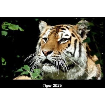 Becker Tiger 2026 Fotokalender DIN A3: Monatskalender mit Bild-Motiven von Haustieren, Bauernhof, wilden Tieren und Raubtieren Becker Tiger 2026 Fotokalender DIN A3: Monatskalender mit Bild-Motiven von Haustieren, Bauernhof, wilden Tieren und Raubtieren