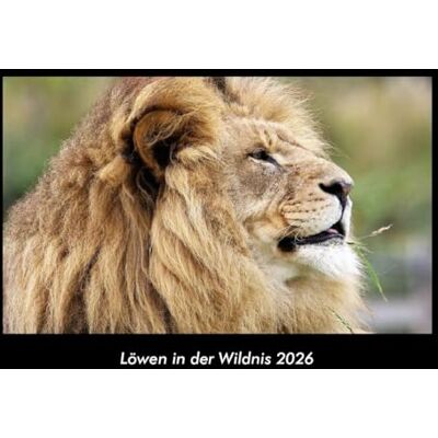 Becker Löwen in der Wildnis 2026 Fotokalender DIN A3: Monatskalender mit Bild-Motiven von Haustieren, Bauernhof, wilden Tieren und Raubtieren Becker Löwen in der Wildnis 2026 Fotokalender DIN A3: Monatskalender mit Bild-Motiven von Haustieren, Bauernhof, wilden Tieren und Raubtieren