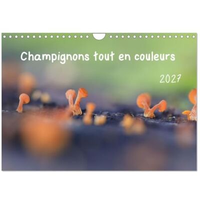 CALVENDO Funghi colorati (calendario da parete 2027 DIN A4 verticale), calendario mensile CALVENDO Funghi colorati (calendario da parete 2027 DIN A4 verticale), calendario mensile