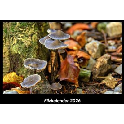 Becker Pilzkalender 2026 Fotokalender DIN A3: Monatskalender mit Bild-Motiven aus Fauna und Flora, Natur, Blumen und Pflanzen Becker Pilzkalender 2026 Fotokalender DIN A3: Monatskalender mit Bild-Motiven aus Fauna und Flora, Natur, Blumen und Pflanzen
