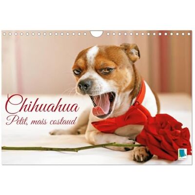 Calvendo Chihuahua petit mais costaud calendrier: Chihuahua curieux agile et tou Calvendo Chihuahua petit mais costaud calendrier: Chihuahua curieux agile et tou