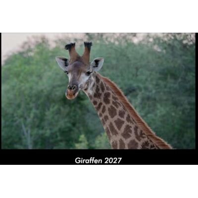 Becker Giraffen 2027 Fotokalender DIN A3: Monatskalender mit Bild-Motiven von Haustieren, Bauernhof, wilden Tieren und Raubtieren Becker Giraffen 2027 Fotokalender DIN A3: Monatskalender mit Bild-Motiven von Haustieren, Bauernhof, wilden Tieren und Raubtieren