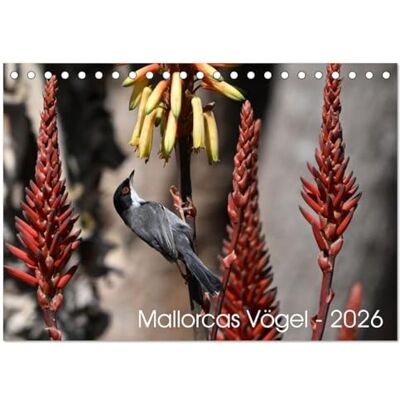 Jordan, Karsten Mallorcas Vögel (Tischkalender 2026 DIN A5 quer), Monatskalender: Beeindruckende Fotos der Vögel Mallorcas, die die vielfältige Vogelwelt der ... Artenvielfalt Mallorcas entdecken möchten. Jordan, Karsten Mallorcas Vögel (Tischkalender 2026 DIN A5 quer), Monatskalender: Beeindruckende Fotos der Vögel Mallorcas, die die vielfältige Vogelwelt der ... Artenvielfalt Mallorcas entdecken möchten.
