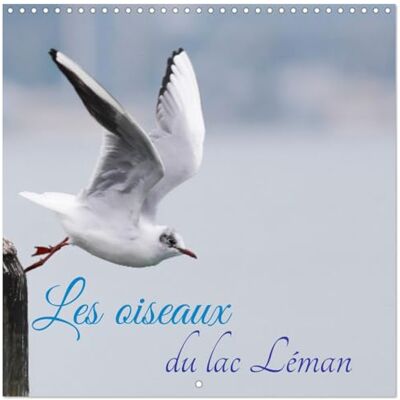CALVENDO Les oiseaux du lac Léman (Calendario da parete quadrato 2027, 30 x 30 cm), calendario doppio con una pagina per le tue note CALVENDO Les oiseaux du lac Léman (Calendario da parete quadrato 2027, 30 x 30 cm), calendario doppio con una pagina per le tue note