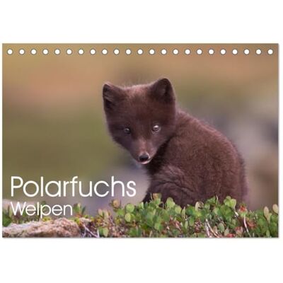 Kuhn, Judith Polarfuchs-Welpen (Tischkalender 2026 DIN A5 quer), Monatskalender: Neugierige Pfoten auf Tour Kuhn, Judith Polarfuchs-Welpen (Tischkalender 2026 DIN A5 quer), Monatskalender: Neugierige Pfoten auf Tour