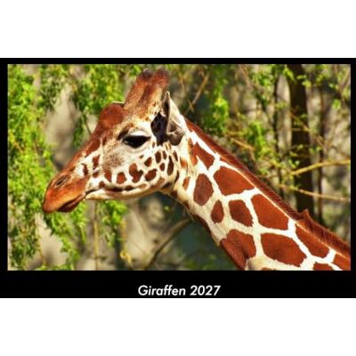 Becker Giraffen 2027 Fotokalender DIN A3: Monatskalender mit Bild-Motiven von Haustieren, Bauernhof, wilden Tieren und Raubtieren Becker Giraffen 2027 Fotokalender DIN A3: Monatskalender mit Bild-Motiven von Haustieren, Bauernhof, wilden Tieren und Raubtieren