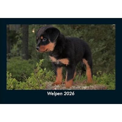 Becker Welpen 2026 Fotokalender DIN A5: Monatskalender mit Bild-Motiven von Haustieren, Bauernhof, wilden Tieren und Raubtieren Becker Welpen 2026 Fotokalender DIN A5: Monatskalender mit Bild-Motiven von Haustieren, Bauernhof, wilden Tieren und Raubtieren