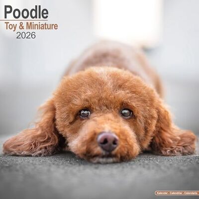 Suzuki Poodle (Toy & Miniature) Calendar 2026 Square Dog Breed Wall Calendar 16 Month Suzuki Poodle (Toy & Miniature) Calendar 2026 Square Dog Breed Wall Calendar 16 Month