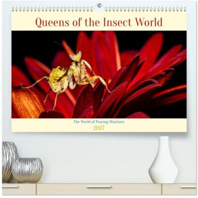 Roland Queens of the Insect World (High Quality Premium Wall Calendar 2027 DIN A2 landscape), 12 Month Wall Calendar: Mantis Queens of the Insect World Roland Queens of the Insect World (High Quality Premium Wall Calendar 2027 DIN A2 landscape), 12 Month Wall Calendar: Mantis Queens of the Insect World