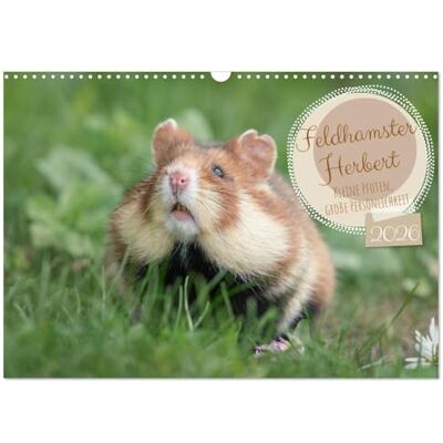 Sabine Aichberger, Fotografie Feldhamster Herbert Kleine Pfoten, große Persönlichkeit (Wandkalender 2026 DIN A3 quer), Monatskalender: Ein wildlebender Feldhamster auf Entdeckungstour Sabine Aichberger, Fotografie Feldhamster Herbert Kleine Pfoten, große Persönlichkeit (Wandkalender 2026 DIN A3 quer), Monatskalender: Ein wildlebender Feldhamster auf Entdeckungstour