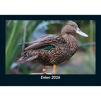 Becker Enten 2026 Fotokalender DIN A5: Monatskalender mit Bild-Motiven von Haustieren, Bauernhof, wilden Tieren und Raubtieren Becker Enten 2026 Fotokalender DIN A5: Monatskalender mit Bild-Motiven von Haustieren, Bauernhof, wilden Tieren und Raubtieren